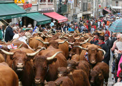 vaches lors de la fête de l'estive