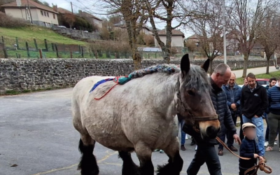 Assemblée des chevaux lourds
